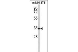 Western blot analysis of SLC25A17 Antibody (N-term) (ABIN653119 and ABIN2842701) in Mouse NIH-3T3 cell line lysates (35 μg/lane). (SLC25A17 antibody  (N-Term))