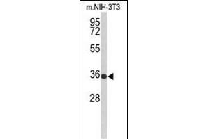 Western blot analysis of SLC25A17 Antibody (N-term) (ABIN653119 and ABIN2842701) in Mouse NIH-3T3 cell line lysates (35 μg/lane).