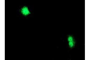 Anti-CXorf26 mouse monoclonal antibody (ABIN2454824) immunofluorescent staining of COS7 cells transiently transfected by pCMV6-ENTRY CXorf26 (RC200095). (CXorf26 antibody)