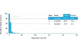 Analysis of Protein Array containing more than 19,000 full-length human proteins using HLA-Pan Rabbit Recombinant Monoclonal Antibody (HLA-Pan/2967R). (Recombinant MHC Class II HLA-DP/DQ/DR antibody)