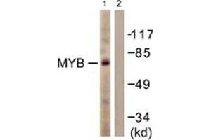 Western blot analysis of extracts from HuvEc cells, using MYB (Ab-12) Antibody. (MYB antibody  (AA 1-50))