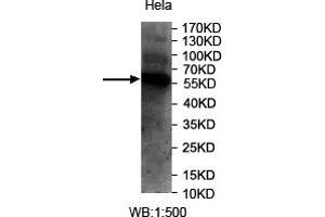 Western blot analysis of extracts of HeLa cell lysate, using USP30 antibody. (Usp30 antibody)