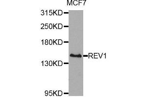 Western blot analysis of extracts of MCF-7 cells, using REV1 antibody (ABIN5974612) at 1/1000 dilution.