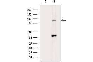 Western blot analysis of lysates from mouse heart, using c-Myb Mouse Monoclonal Antibody.