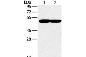 Western Blot analysis of K562 and 293T cell using PPOX Polyclonal Antibody at dilution of 1:200 (PPOX antibody)