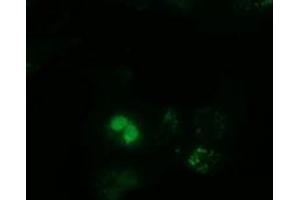 Anti-PPWD1 mouse monoclonal antibody (ABIN2453499) immunofluorescent staining of COS7 cells transiently transfected by pCMV6-ENTRY PPWD1 (RC204570). (PPWD1 antibody)