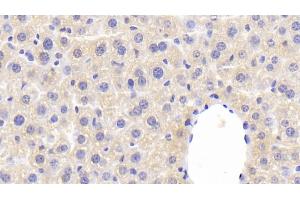 Detection of F5 in Mouse Liver Tissue using Polyclonal Antibody to Coagulation Factor V (F5) (Coagulation Factor V antibody  (AA 1863-2161))
