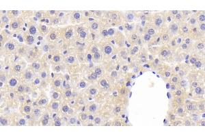 Detection of F5 in Mouse Liver Tissue using Polyclonal Antibody to Coagulation Factor V (F5)