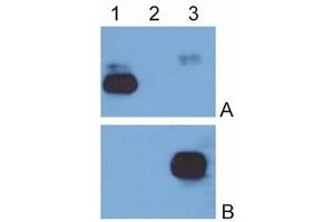 Western Blotting (WB) image for Mouse anti-Human IgG (Fc Region) antibody (HRP) (ABIN614785) (Mouse anti-Human IgG (Fc Region) Antibody (HRP))