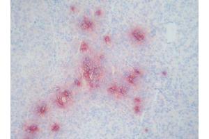 Image no. 1 for anti-Defensin (DEF) antibody (ABIN481654) (Defensin antibody)