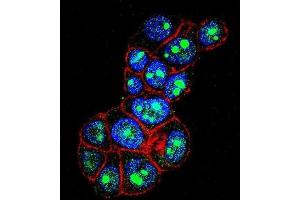 Immunofluorescence (IF) image for anti-Pygopus Homolog 1 (Drosophila) (PYGO1) antibody (ABIN2996576) (PYGO1 antibody)
