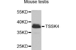 Western blot analysis of extracts of mouse testis, using TSSK4 antibody. (TSSK4 antibody)