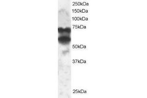ABIN2564671 staining (2µg/ml) of 293 lysate (RIPA buffer, 30µg total protein per lane).