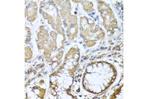 Immunohistochemistry of paraffin-embedded human stomach using NRG4 antibody (ABIN1873958) at dilution of 1:100 (40x lens). (Neuregulin 4 antibody)