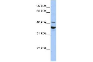 WB Suggested Anti-NEUROD1 Antibody Titration:  0. (NEUROD1 antibody  (Middle Region))