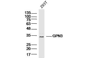 293T lysates probed with GPN3 Polyclonal Antibody, Unconjugated  at 1:300 dilution and 4˚C overnight incubation. (GPN3 antibody  (AA 131-230))