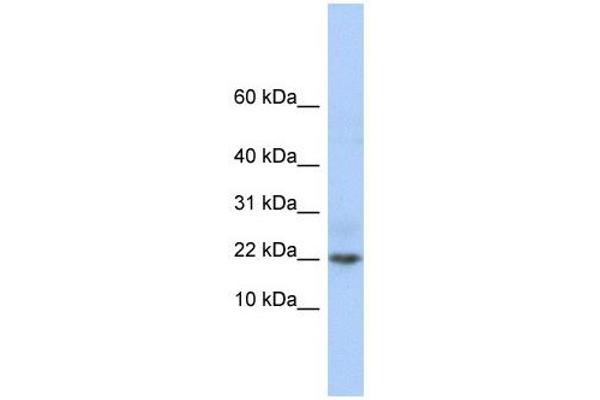 C9orf25 antibody  (Middle Region)