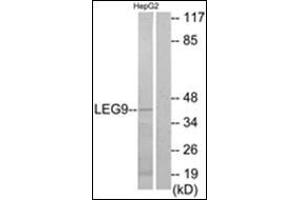Western blot analysis of extracts from HepG2 cells, using LEG9 Antibody. (Galectin 9 antibody  (Internal Region))