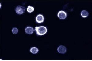 Immunofluorescent staining on HL60 cells. (SHP1 antibody  (AA 492-597))