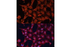 Immunofluorescence analysis of C6 cells using DN antibody (ABIN6127811, ABIN6139695, ABIN6139696 and ABIN6222849) at dilution of 1:100. (DNAJA2 antibody  (AA 233-412))