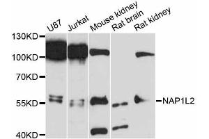 Western blot analysis of extracts of various cell lines, using NAP1L2 antibody (ABIN5998302) at 1:3000 dilution.