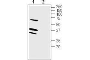 Western blot analysis of mouse brain membranes: - 1. (LRRC26 antibody  (Intracellular))