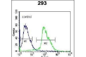 Kallikrein 7 (KLK7) Antibody (C-term) (ABIN652198 and ABIN2840744) flow cytometric analysis of 293 cells (right histogram) compared to a negative control cell (left histogram). (Kallikrein 7 antibody  (C-Term))
