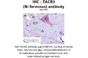 Image no. 1 for anti-Tachykinin Receptor 3 (TACR3) (Extracellular Domain), (N-Term) antibody (ABIN1739882) (TACR3 antibody  (Extracellular Domain, N-Term))