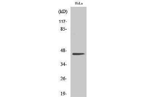 Western Blotting (WB) image for anti-Casein Kinase 2 alpha 1 (CSNK2A1) (Ser281) antibody (ABIN3174171) (CSNK2A1/CK II alpha antibody  (Ser281))