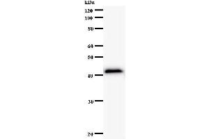 Western Blotting (WB) image for anti-Regulatory Factor X-Associated Protein (RFXAP) antibody (ABIN932997) (RFXAP antibody)