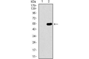 Western Blotting (WB) image for anti-Wolf-Hirschhorn Syndrome Candidate 2 (WHSC2) (AA 280-511) antibody (ABIN1846367) (WHSC2 antibody  (AA 280-511))