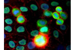 Immunocytochemistry staining of HeLa human cervix carcinoma cell line using purified anti-Ku Antigen (MEM-54) (detection by Goat anti-mouse IgG2a Alexa Fluor 488, green). (X-Ray Repair Cross Complementing 5 antibody)