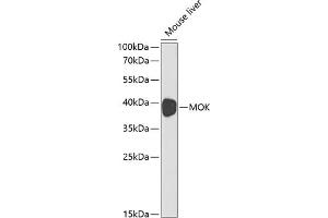 Western blot analysis of extracts of mouse liver, using MOK antibody (ABIN3022550, ABIN3022551, ABIN3022552 and ABIN6218895) at 1:1000 dilution. (MOK antibody  (AA 1-230))