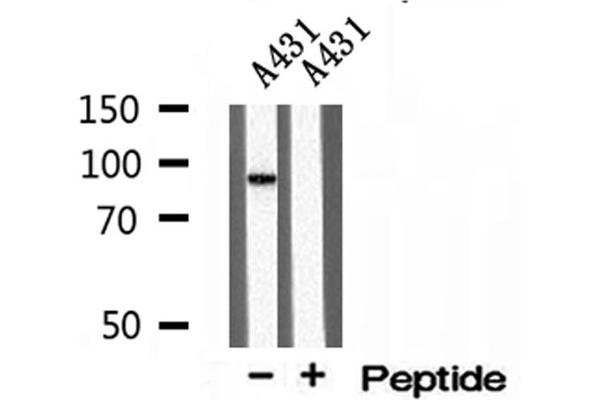 TELO2 anticorps  (Internal Region)