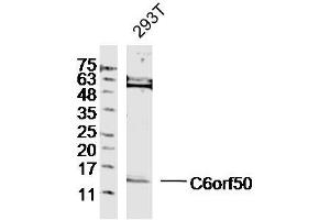 293T lysates probed with C6orf50 Polyclonal Antibody, Unconjugated  at 1:300 dilution and 4˚C overnight incubation. (C6orf50 (AA 1-80) antibody)