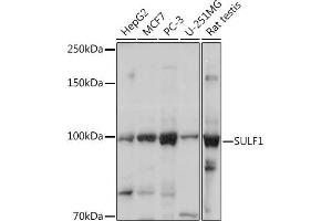 Western blot analysis of extracts of various cell lines, using SULF1 Rabbit pAb (ABIN6128783, ABIN6148697, ABIN6148698 and ABIN6217919) at 1:1000 dilution. (SULF1 antibody  (AA 400-700))
