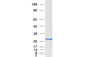 Validation with Western Blot (BIN3 Protein (Myc-DYKDDDDK Tag))