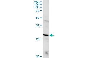 POMC MaxPab rabbit polyclonal antibody. (POMC antibody  (AA 1-267))