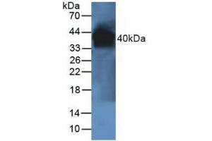 Figure. (PON1 antibody  (AA 2-186))