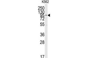Western Blotting (WB) image for anti-Mitogen-Activated Protein Kinase 7 (MAPK7) antibody (ABIN3003254) (MAPK7 antibody)