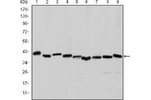Western blot analysis using ACTA2 mouse mAb against Hela (1), A431 (2), Jurkat (3), K562 (4), HEK293 (5), HepG2 (6), NIH/3T3 (7), PC-12 (8) and Cos7 (9) cell lysate. (Smooth Muscle Actin antibody)