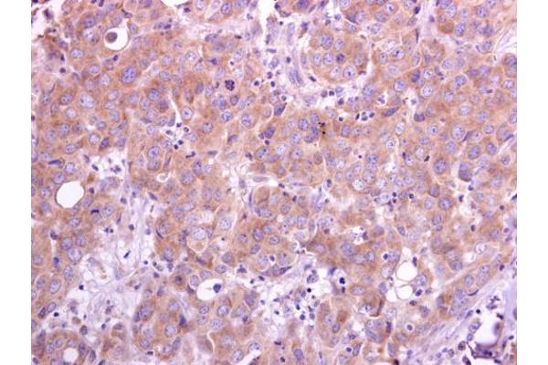 TRAF5 antibody  (N-Term)