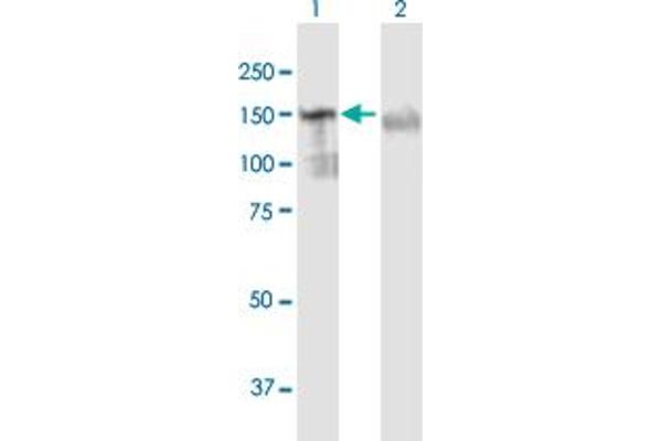 GTF2I antibody  (AA 1-976)