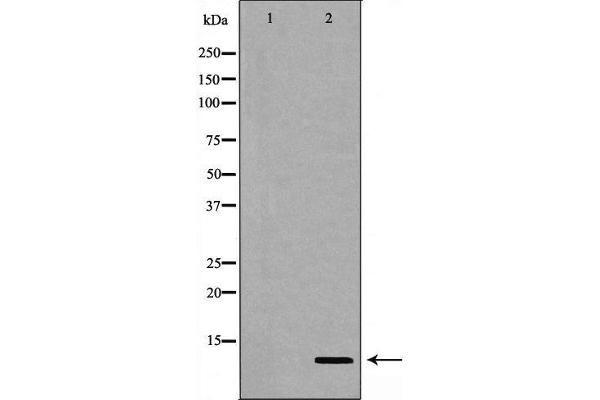 Gastrin antibody  (C-Term)