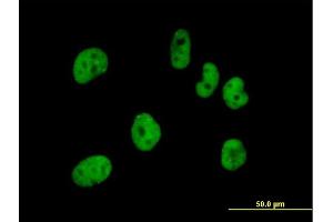 Immunofluorescence of purified MaxPab antibody to FLJ12529 on HeLa cell. (CPSF7 antibody  (AA 1-471))