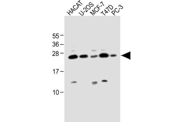 SCXA antibody  (C-Term)