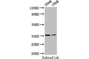 Western Blot Positive WB detected in: Zebrafish tissue 20 μg, 10 μg All lanes: tal1 antibody at 3 μg/mL Secondary Goat polyclonal to rabbit IgG at 1/50000 dilution Predicted band size: 36, 23 kDa Observed band size: 36 kDa (TAL1 antibody  (AA 1-324))