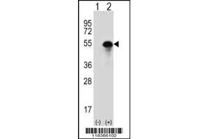 Western blot analysis of CA14 using rabbit polyclonal CA14 Antibody using 293 cell lysates (2 ug/lane) either nontransfected (Lane 1) or transiently transfected (Lane 2) with the CA14 gene.
