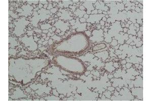 Immunohistochemical analysis of paraffin-embedded Mouse Lung Tissue using GSK3β Polyclonal Antibody. (GSK3 beta antibody)