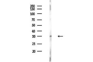 Western blot analysis of lysates from  cells(heat-shock,45 min treatment), using OR1C1 Antibody at 1/1000 dilution.